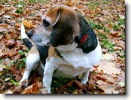 Beagle