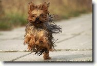 Jorkrsk terier, Yorkshire Terrier,