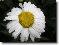 Tanacetum parthenium L\.