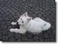 Deutscher spitz, German Spitz