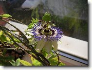 Passiflora caerulea