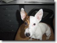 Jack russell terrier \\\\\(Dog standard\\\\\)