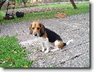 Beagle