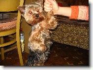 Yorkshire terrier \\\\\(Dog standard\\\\\)