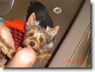 Jorkrsk terier, Yorkshire Terrier,