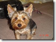 Jorkrsk terier, Yorkshire Terrier,