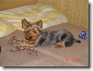 Jorkrsk terier, Yorkshire Terrier,