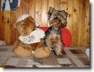 Yorkshire Terrier