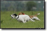 Jack Russell Terrier