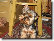 Yorkshire terrier \\\\\(Dog standard\\\\\)