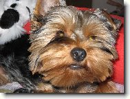 Yorkshire terrier \\\\\(Dog standard\\\\\)