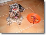 Jorkrsk terier, Yorkshire Terrier,