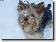 Jorkrsk terier, Yorkshire Terrier,