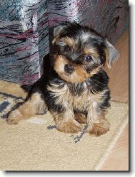 Jorkrsk terier, Yorkshire Terrier,