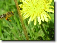 Taraxacum officinale