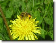 Taraxacum officinale