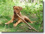 Dogue de Bordeaux