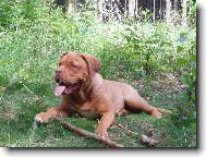 Dogue de Bordeaux