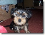 Jorkrsk terier, Yorkshire Terrier,