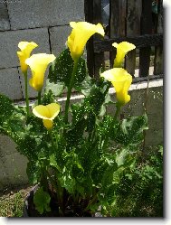 Zantedeschia