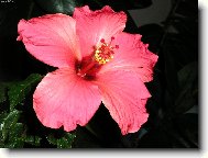 Hibiscus rosa-sinensis