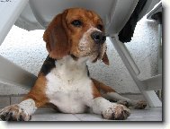 Beagle