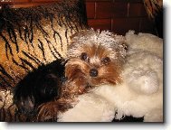 Jorkrsk terier, Yorkshire Terrier,