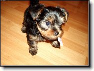 Jorkrsk terier, Yorkshire Terrier,