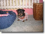 Jorkrsk terier, Yorkshire Terrier,