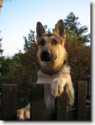 German Shepherd Dog