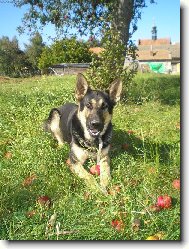 German Shepherd Dog