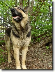 German Shepherd Dog