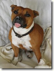 Staffordshire bull terrier \\\\\(Dog standard\\\\\)