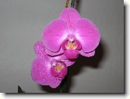 Orchidaceae