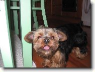 Jorkrsk terier, Yorkshire Terrier,