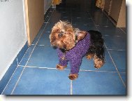 Jorkrsk terier, Yorkshire Terrier,