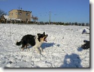 Border collie \\\\\(Dog standard\\\\\)