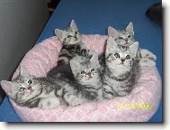 British shorthairs cat