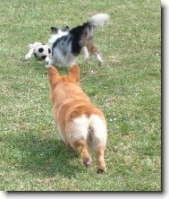 Shetland Sheepdog