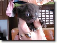 British shorthairs cat