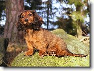 Dachshund