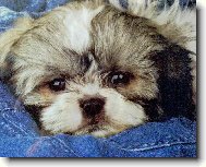 Shih-Tzu