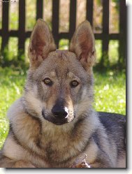 Czechoslovakian wolfdog