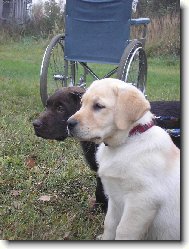 Labrador Retriever