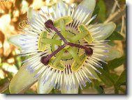 Passiflora caerulea