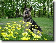 German Shepherd Dog