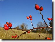 Rosa canina L