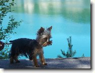 Jorkrsk terier, Yorkshire Terrier,