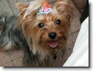 Jorkrsk terier, Yorkshire Terrier,