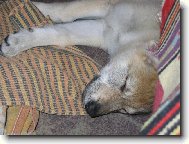 Czechoslovakian wolfdog